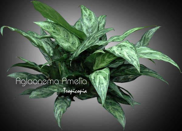 Aglaonema - Aglaonema 'Amelia' - Chinese Evergreen 